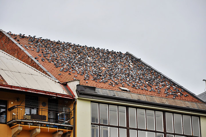A2B Pest Control are able to install spikes to deter birds from roofs in Lewes.