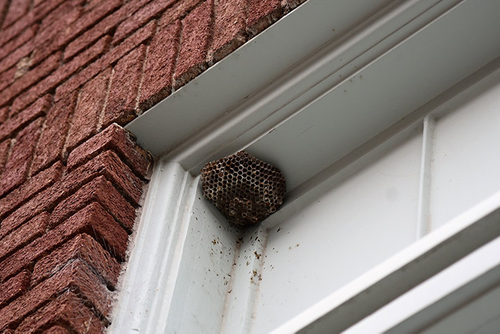 We provide a wasp nest removal service for domestic and commercial properties in Lewes.